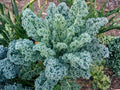 Dwarf Blue Curled Scotch Kale Seeds – Heirloom Blue-Green Leafy Greens for Cold Tolerance, Home Gardens & Containers