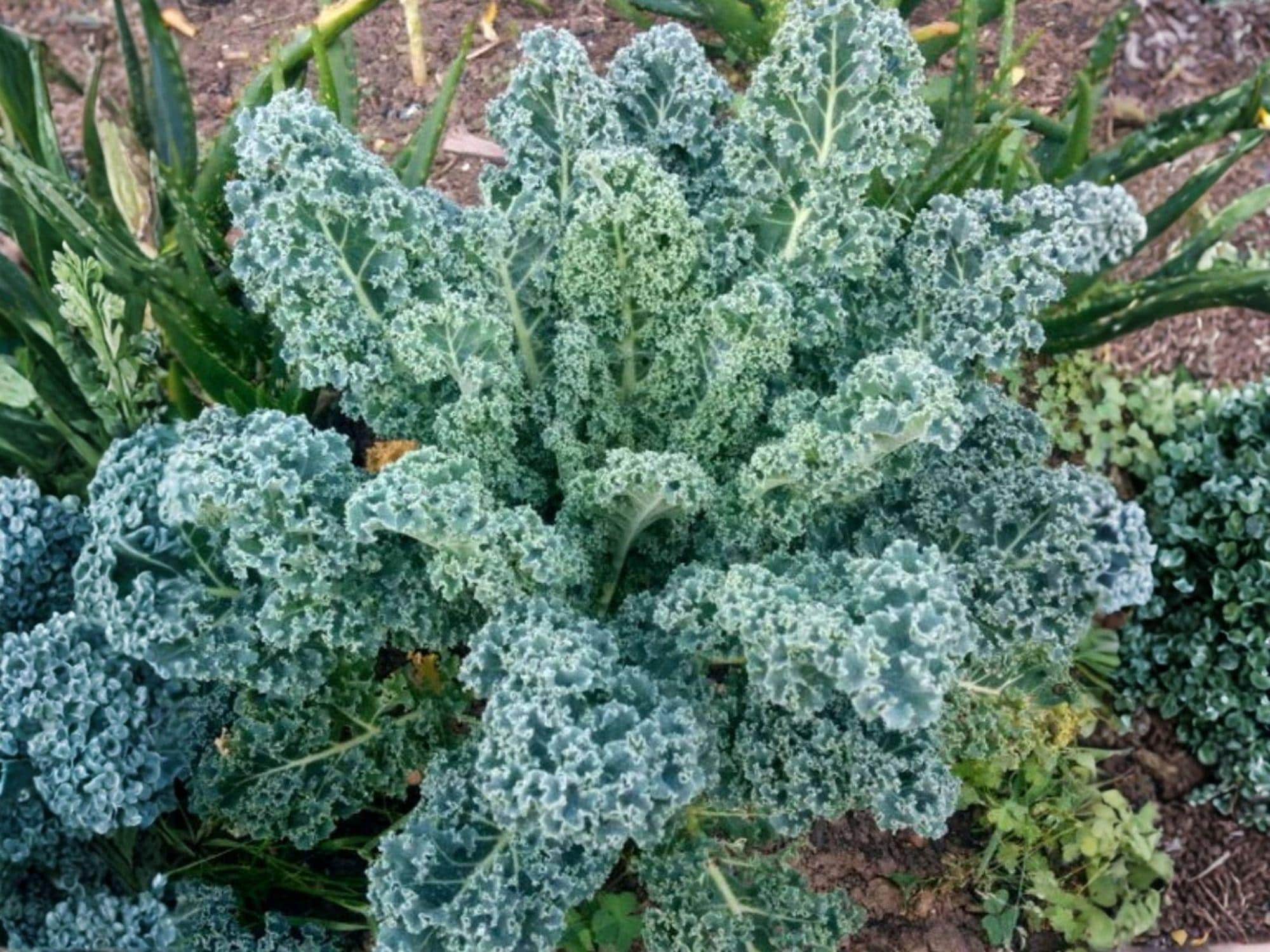 Dwarf Blue Curled Scotch Kale Seeds – Heirloom Blue-Green Leafy Greens for Cold Tolerance, Home Gardens & Containers