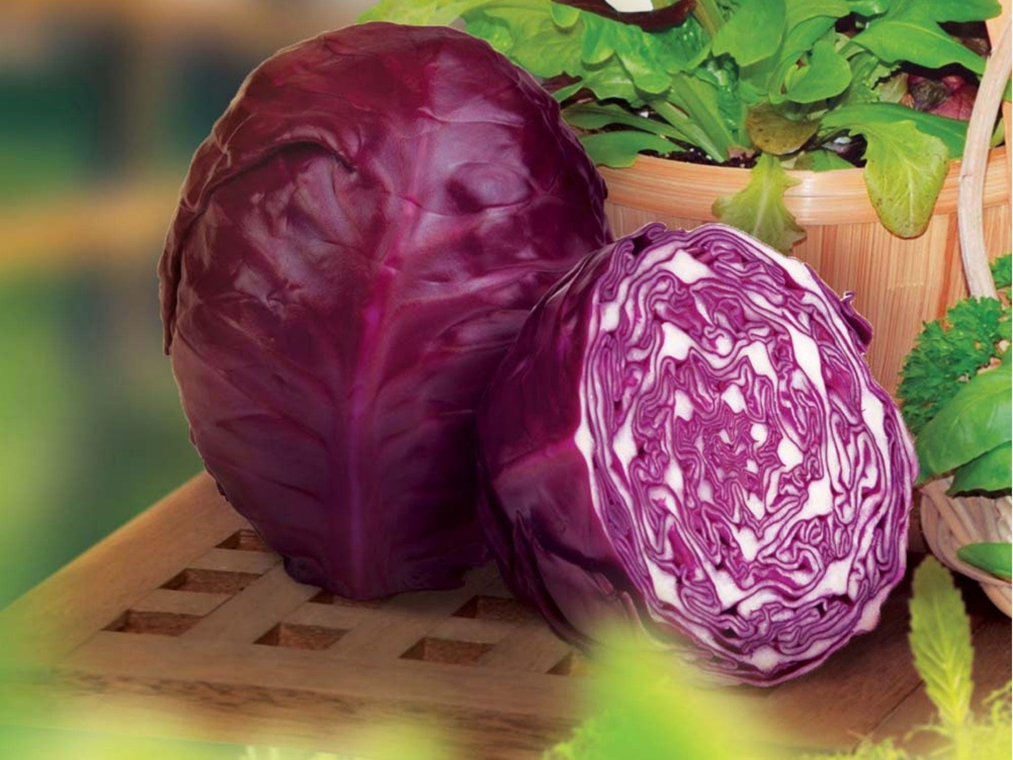 Red Acre Cabbage Seeds – Heirloom Purple Compact Early Harvest for Gardens & Containers