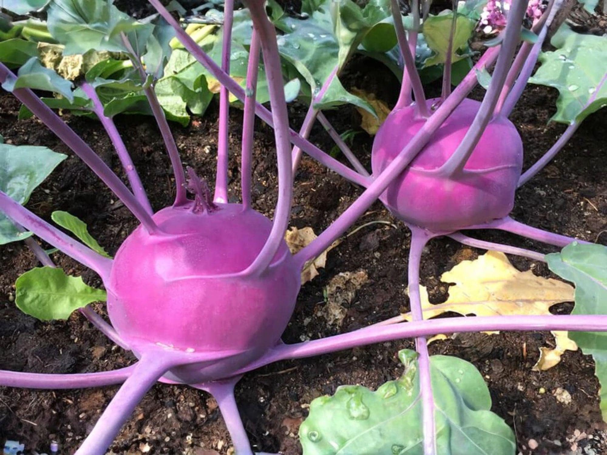 Purple Vienna Kohlrabi Seeds – Heirloom Vegetable Seeds for Garden, Crisp Purple Bulbs, White Flesh, Cool-Season Brassica