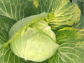 Golden Acre Cabbage Seeds – Heirloom, Non-GMO, Compact Green Heads, Fast-Growing, Tender, Early Maturity, 500 Seeds