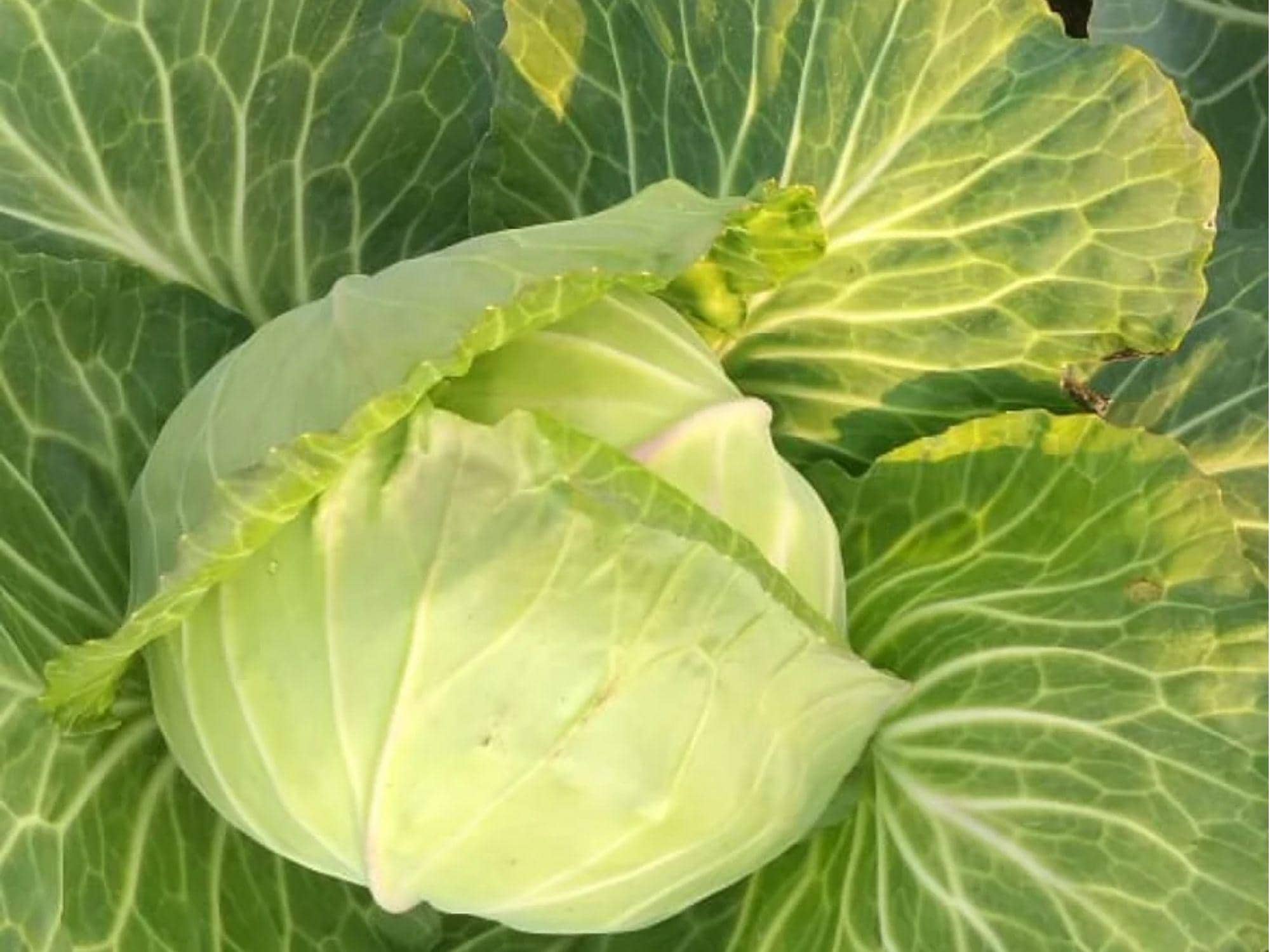 Golden Acre Cabbage Seeds – Heirloom, Non-GMO, Compact Green Heads, Fast-Growing, Tender, Early Maturity, 500 Seeds