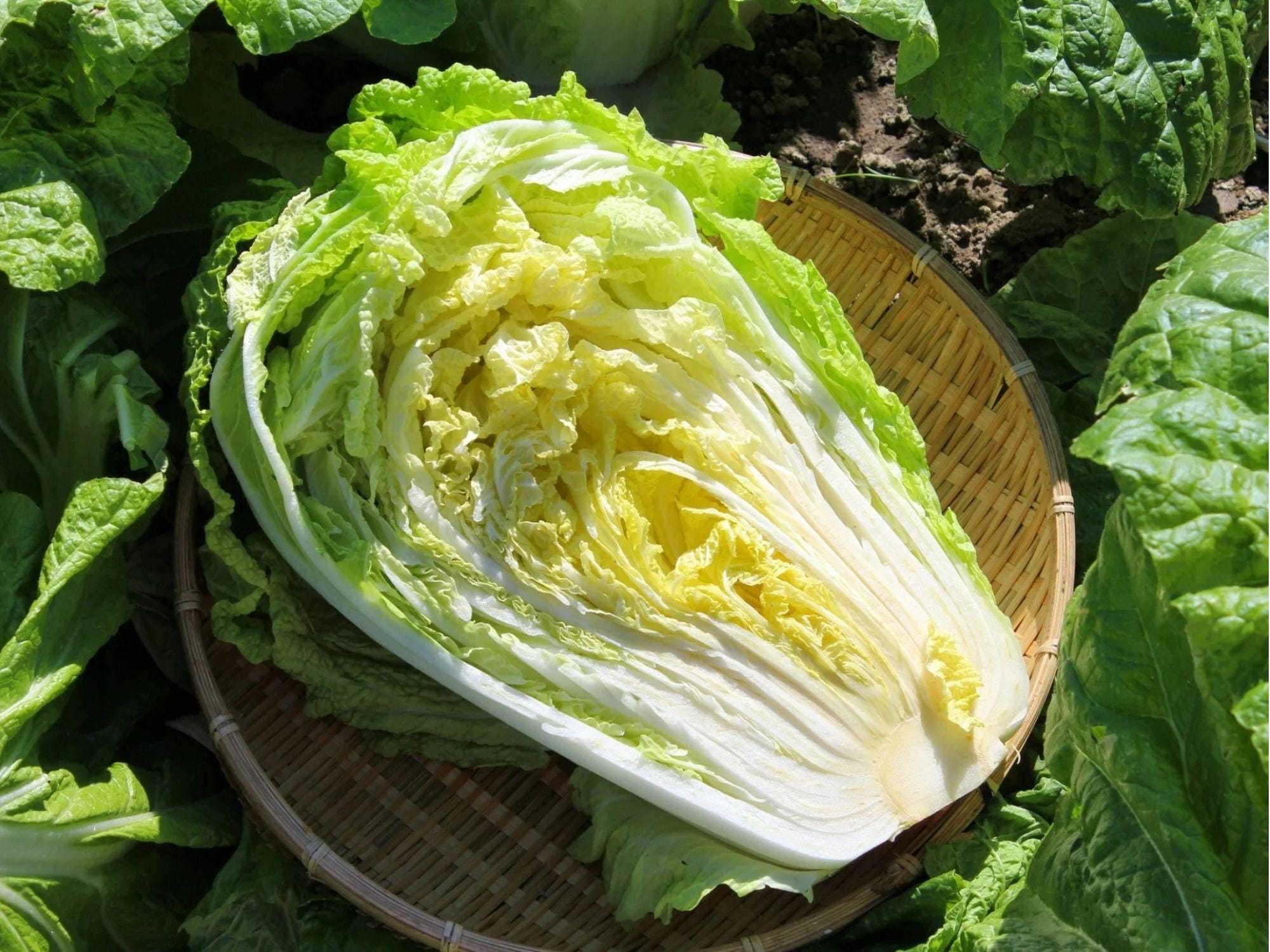 Kogane Chinese Cabbage Seeds – 300 Non-GMO Heirloom, Fast-Growing, Crisp, Sweet, Barrel-Shaped Heads for Asian Cuisine & Cold-Season Gardening