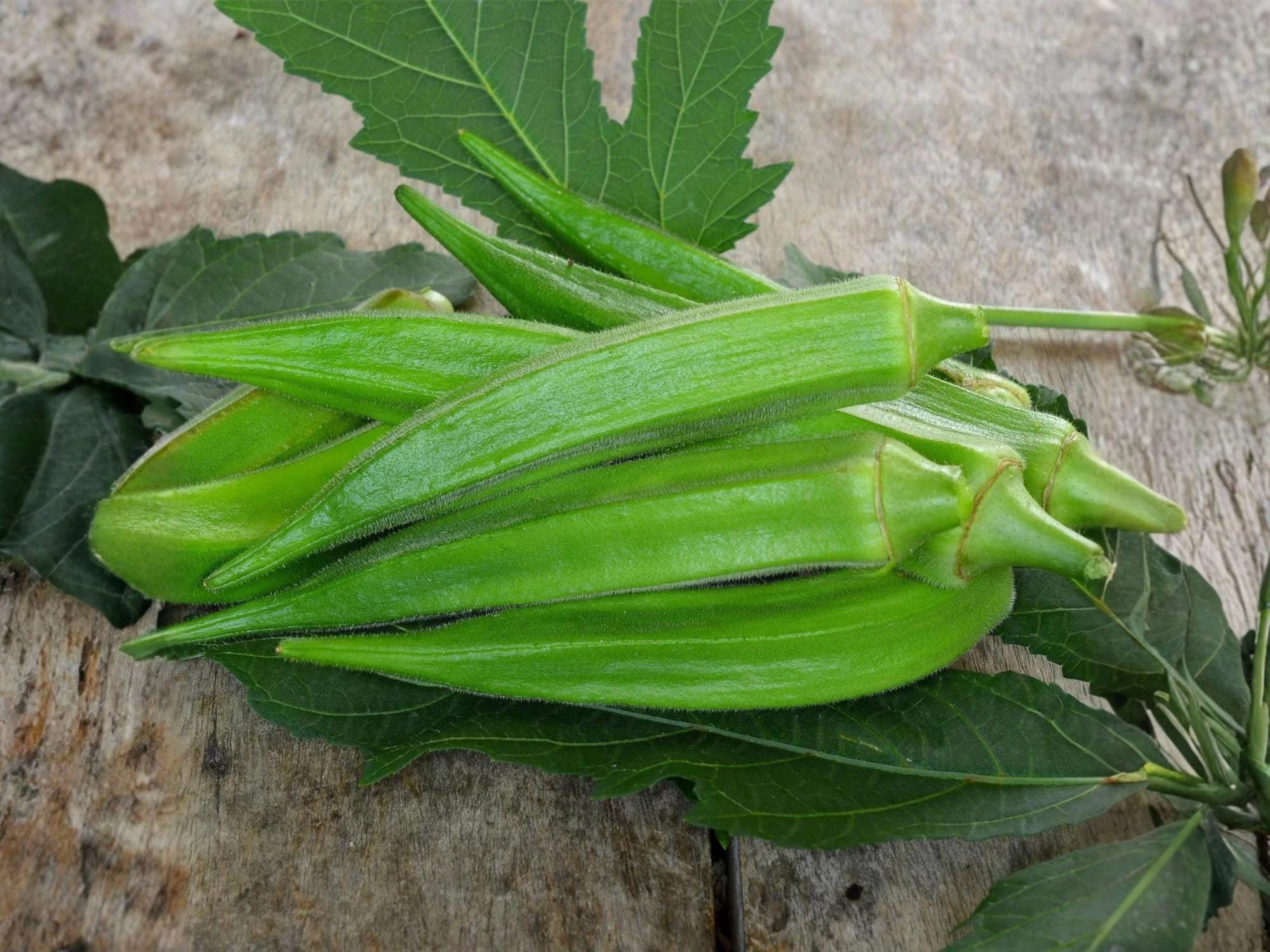 Clemson Spineless Okra Seeds – Heirloom Vegetable, Heat-Tolerant, Tender Pods, 100 Seeds