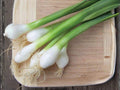 Tokyo Long Bunching Onion Seeds – Non-GMO, Green Scallion Vegetable, Asian Cooking, Bunching Onion, Allium fistulosum