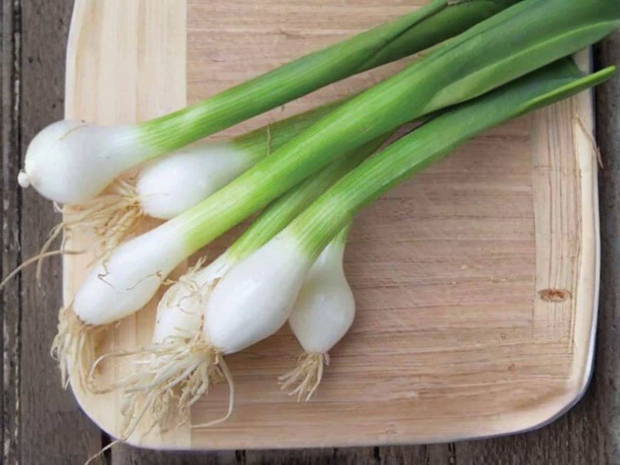 Tokyo Long Bunching Onion Seeds – Non-GMO, Green Scallion Vegetable, Asian Cooking, Bunching Onion, Allium fistulosum