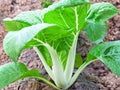 White Stem Pak Choi Seeds – Asian Green, Crisp White Stems, Fast Growing Bok Choy Vegetable, Non-GMO, 500 Seeds