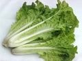 Fun Jen Pak Choi Hybrid Seeds – Frilly Leaf Ornamental Bok Choy Vegetable, 100 Seeds, Asian Green, Brassica rapa