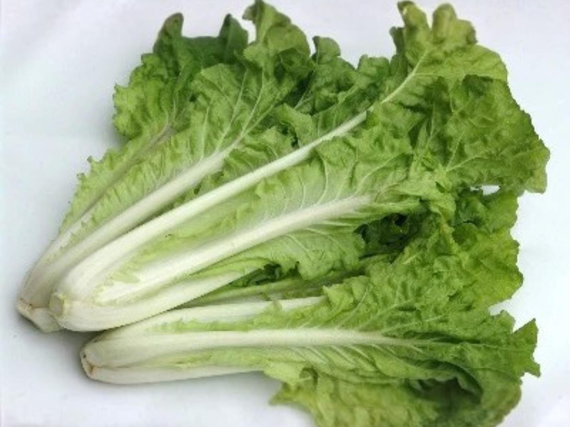 Fun Jen Pak Choi Hybrid Seeds – Frilly Leaf Ornamental Bok Choy Vegetable, 100 Seeds, Asian Green, Brassica rapa