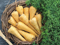 All American Parsnip Seeds – Heirloom Root Vegetable, Cold Hardy, Sweet, Non-GMO, 100 Seeds