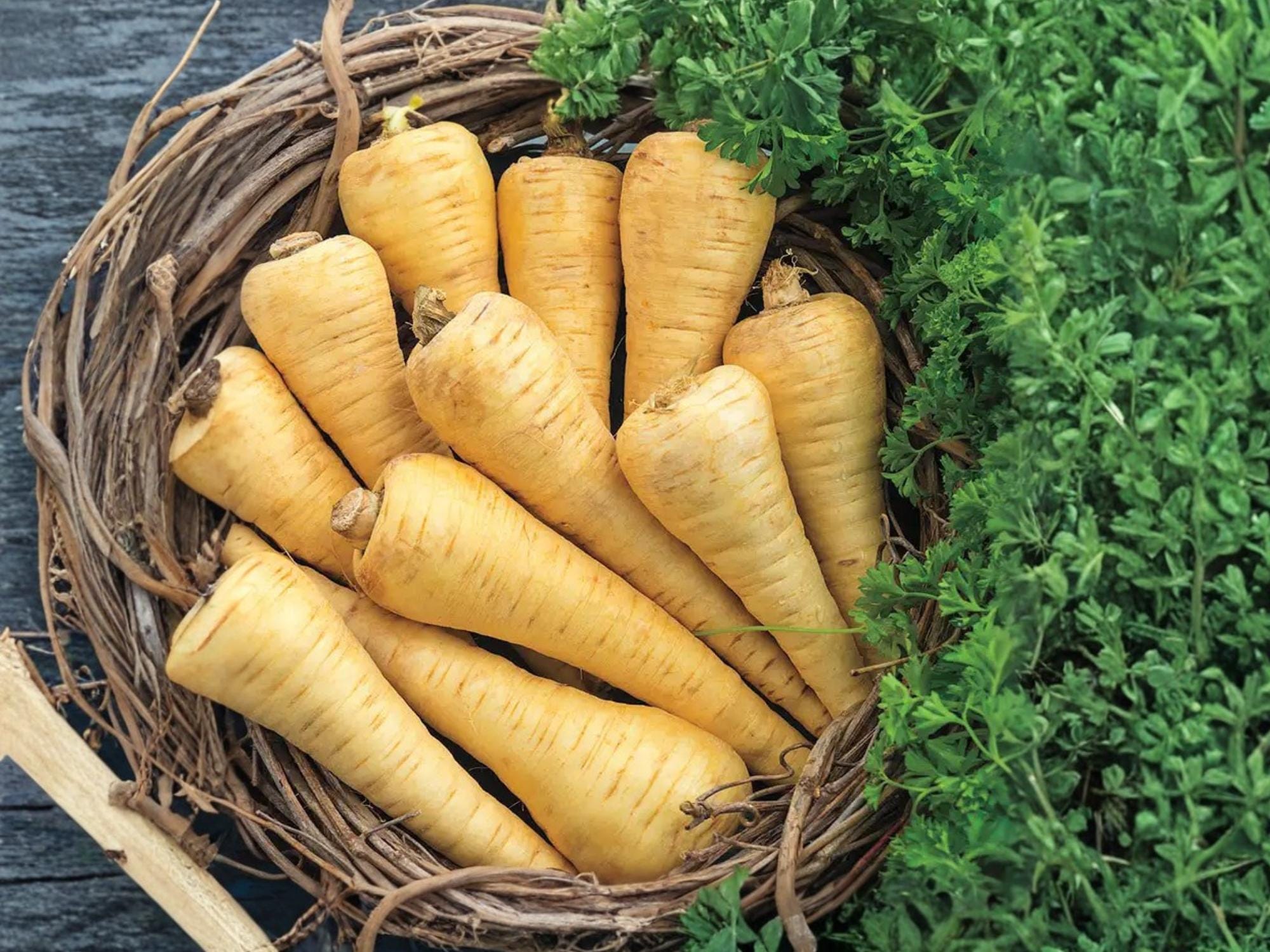 All American Parsnip Seeds – Heirloom Root Vegetable, Cold Hardy, Sweet, Non-GMO, 100 Seeds