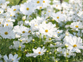 Cosmos Purity Seeds – White Annual Flower, Pollinator Friendly, Cosmos bipinnatus, 100 Seeds