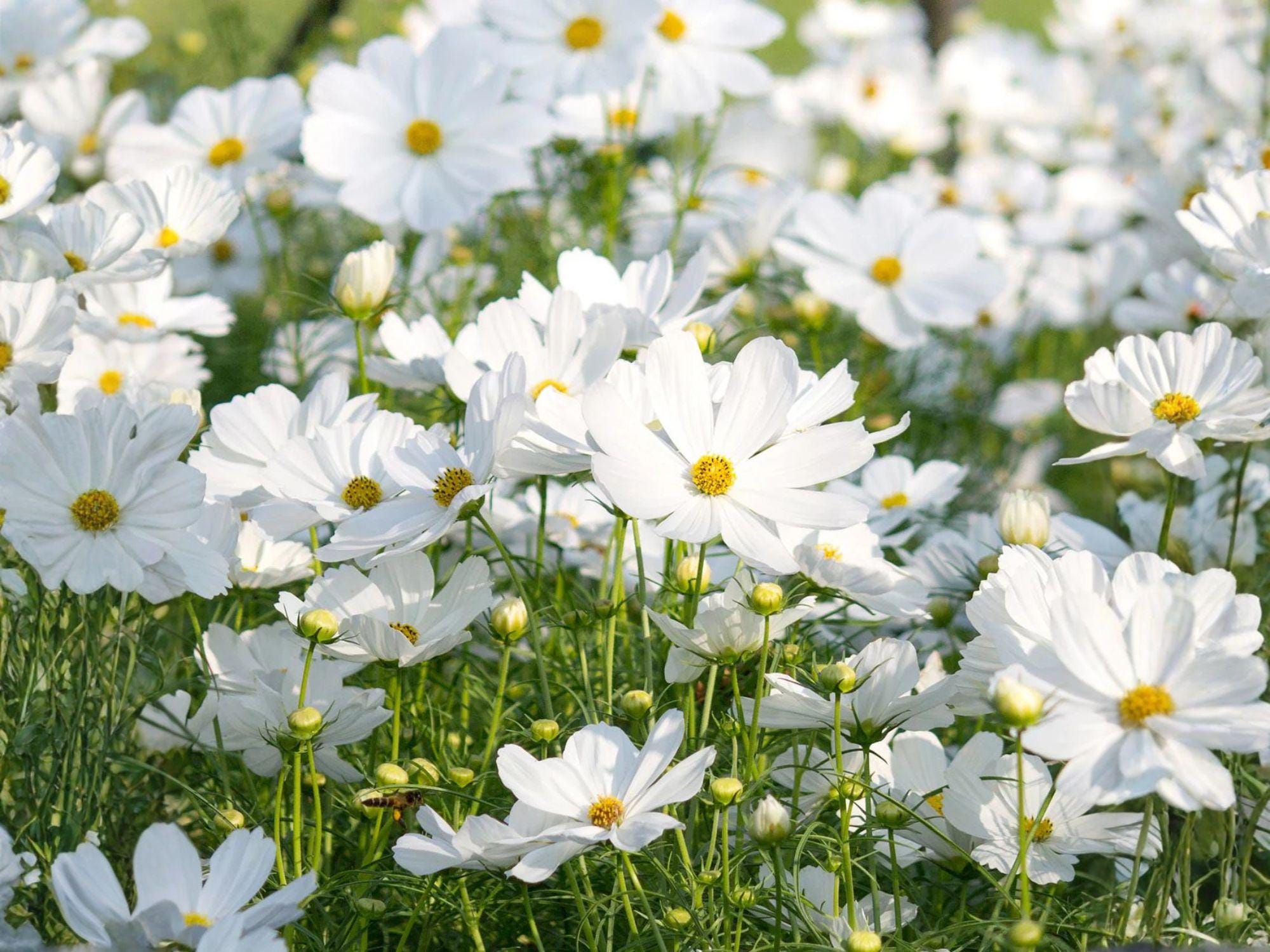 Cosmos Purity Seeds – White Annual Flower, Pollinator Friendly, Cosmos bipinnatus, 100 Seeds