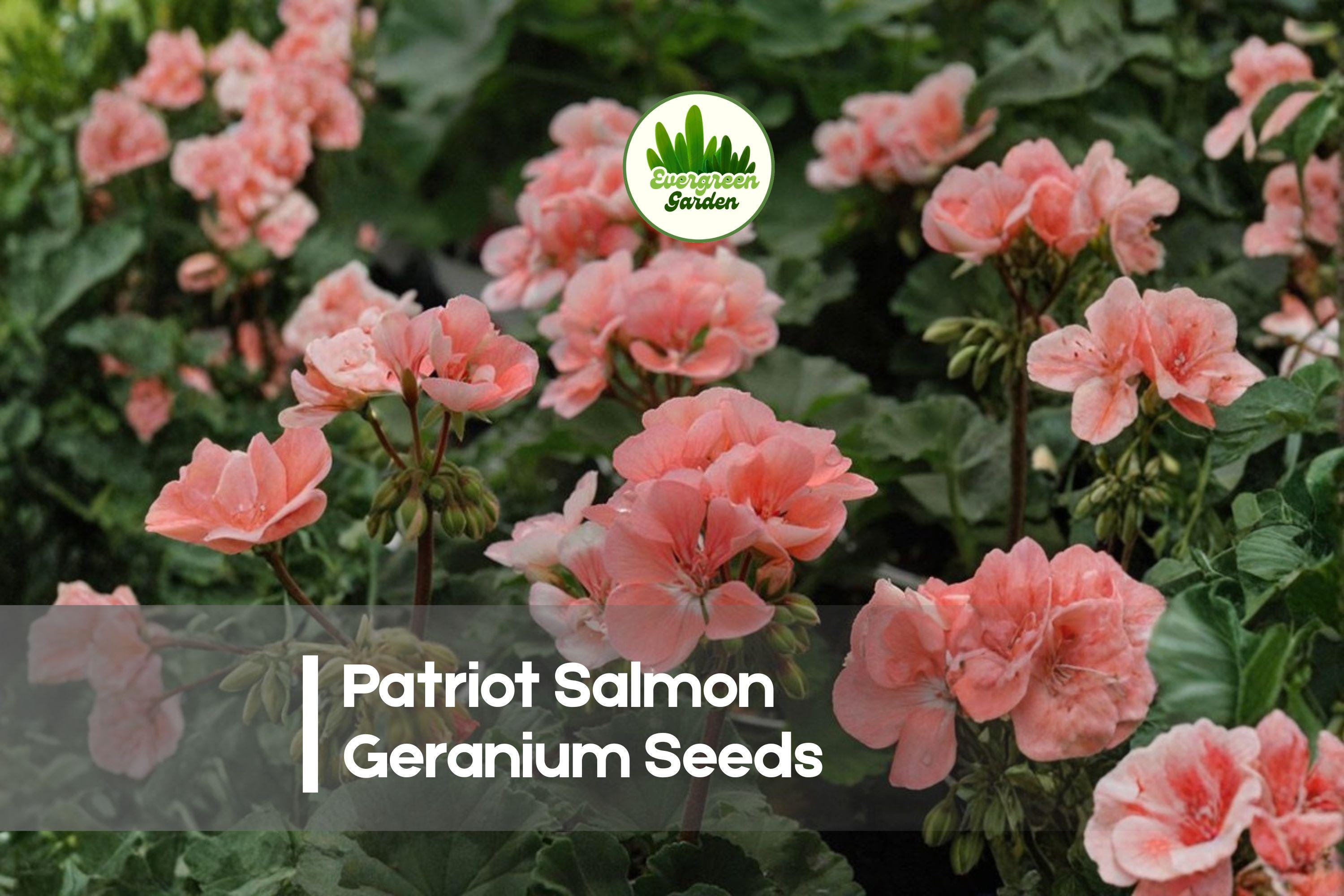 25+ Patriot Salmon Geranium Seeds, Pelargonium, Salmon Pink Blooms, Perennial for Containers & Garden Beds