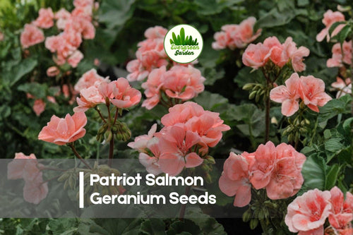 25+ Patriot Salmon Geranium Seeds, Pelargonium, Salmon Pink Blooms, Perennial for Containers & Garden Beds