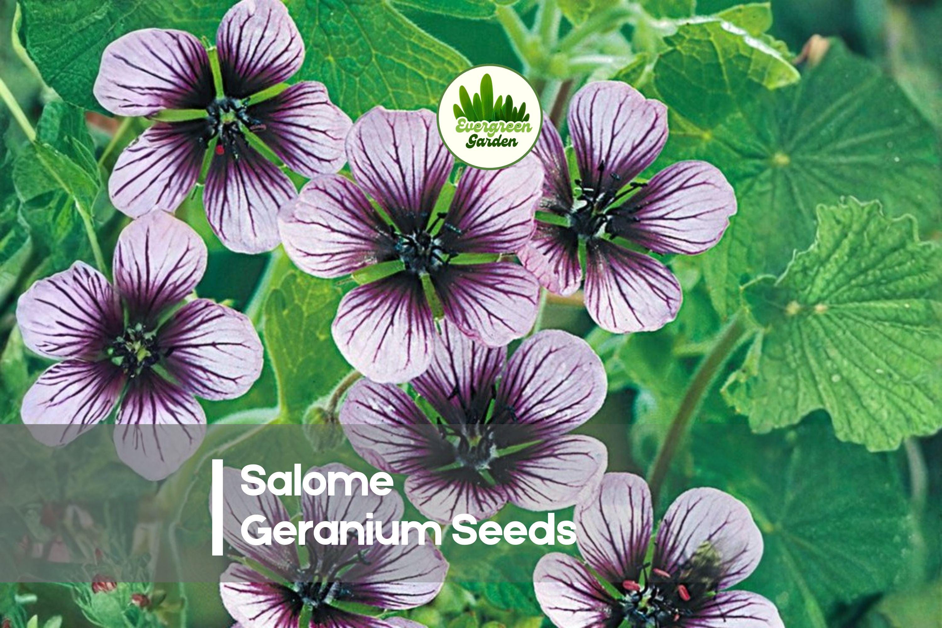 Salome Geranium Seeds, Soft Pink Blooms, Variegated Foliage, Pelargonium, Perennial for Containers & Gardens