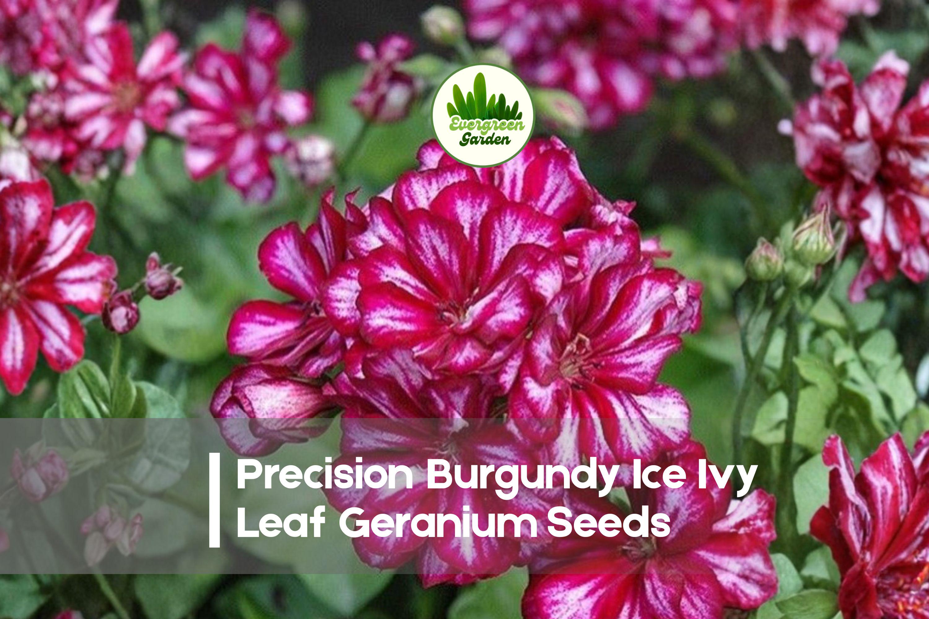 25+ Precision Burgundy Ice Ivy Leaf Geranium Seeds, Pelargonium peltatum, Bicolor Burgundy & White Blooms, Trailing, Full Sun