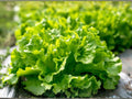 Black Seeded Simpson Lettuce Seeds – Heirloom Leaf, Fast-Growing, Open-Pollinated, Salad Greens, Home Garden