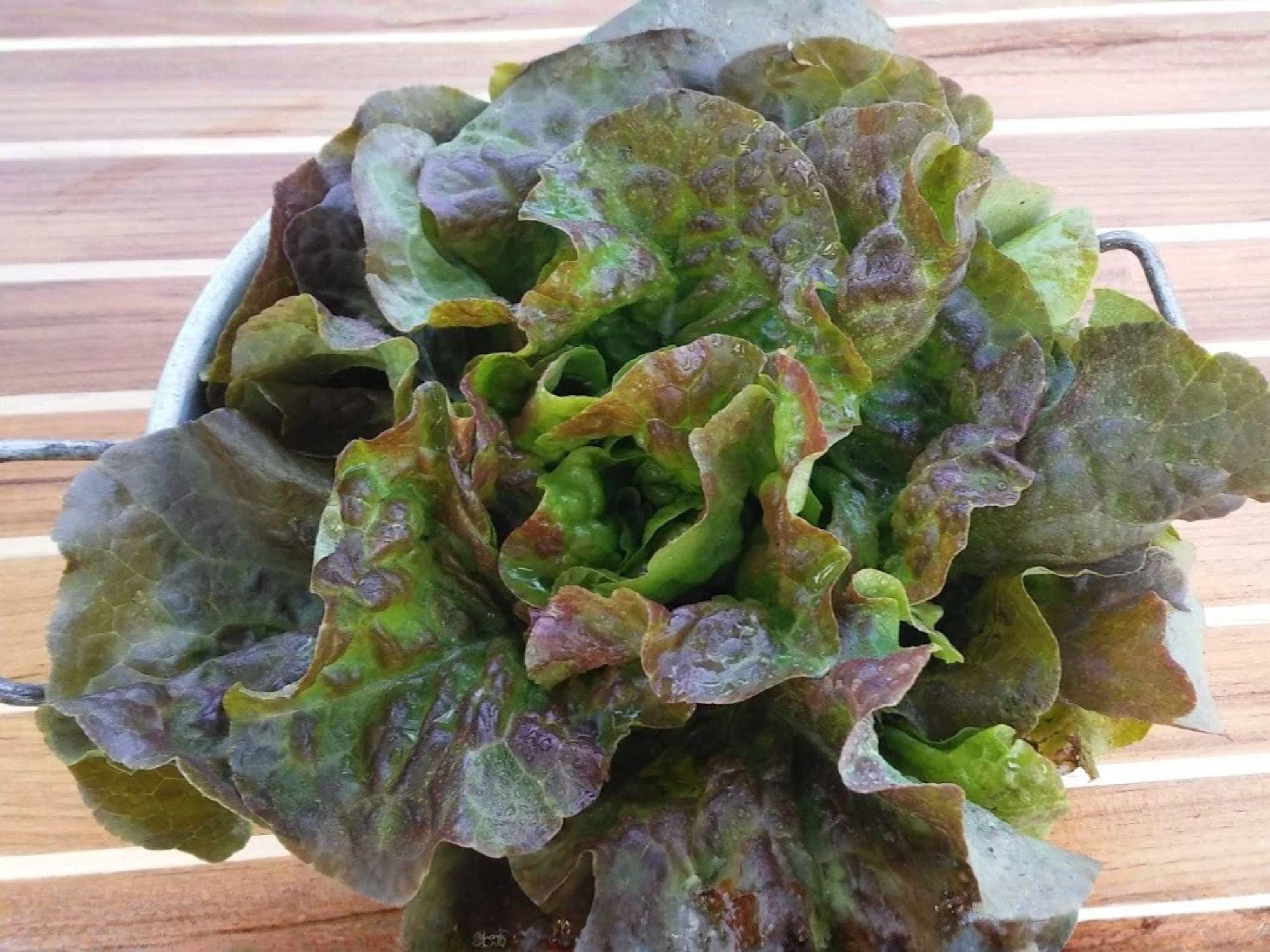 Bronze Mignonette Lettuce Seeds – Heirloom Butterhead, Compact Green Leaves, Gourmet Salad Greens, Open-Pollinated, 1000 Seeds