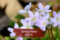 Spring Beauty Seeds | Native Wildflower | Pink White Blooms | Claytonia virginica | 10 Seeds