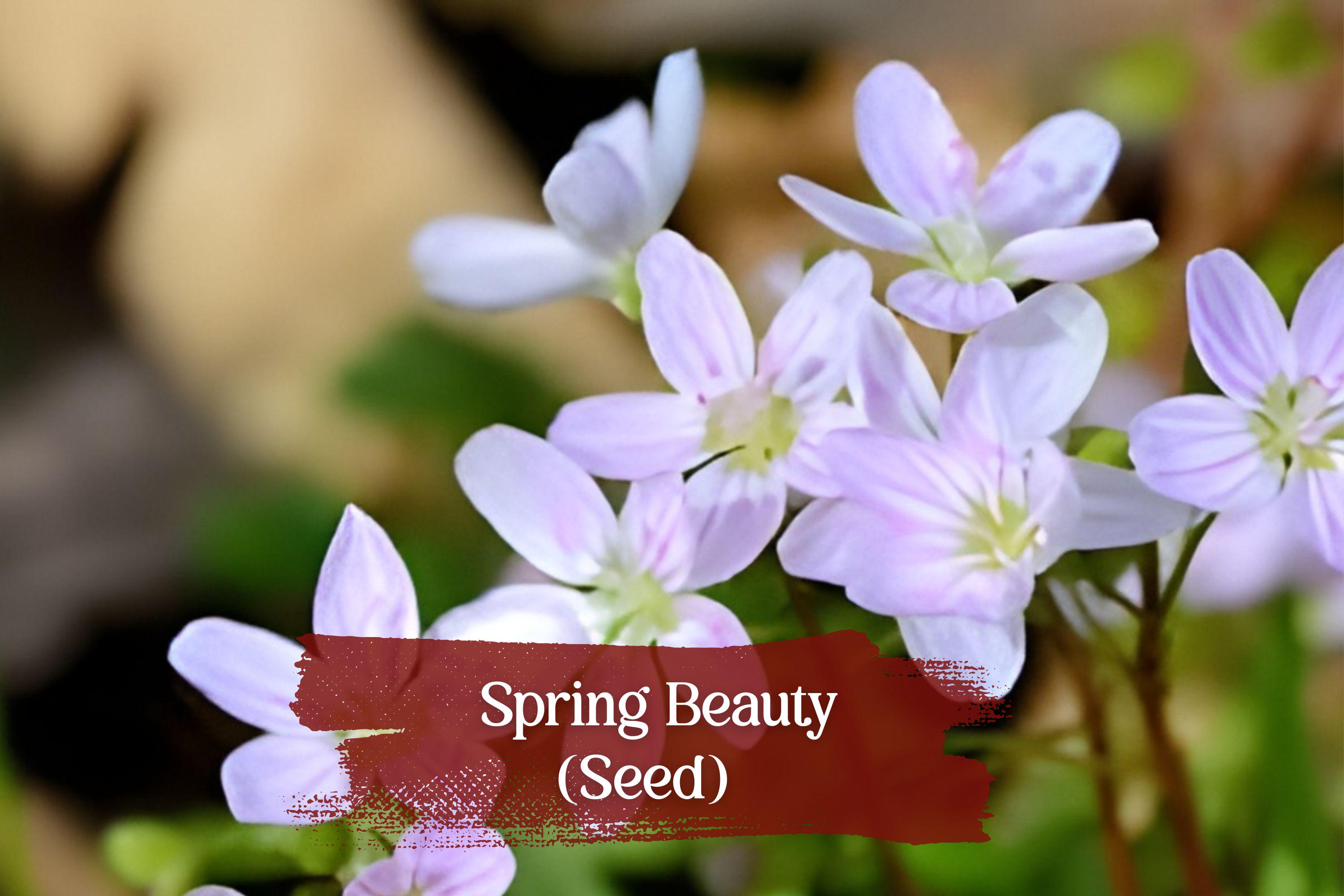 Spring Beauty Seeds | Native Wildflower | Pink White Blooms | Claytonia virginica | 10 Seeds