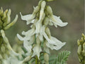 Woolly Milkvetch Seeds – 30 Native Prairie Seeds for Drought-Tolerant Wildflower, Astragalus drummondii