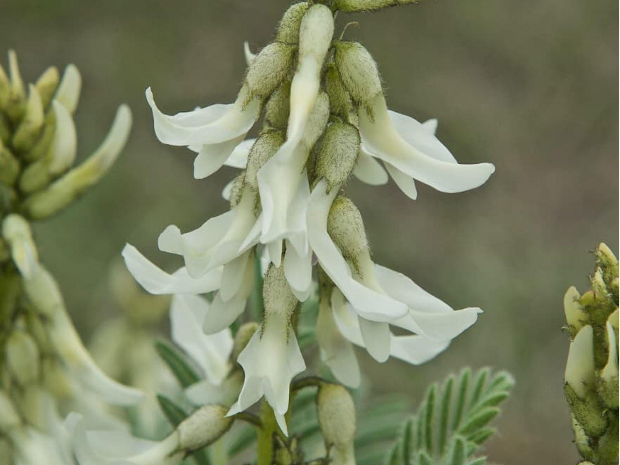 Woolly Milkvetch Seeds – 30 Native Prairie Seeds for Drought-Tolerant Wildflower, Astragalus drummondii