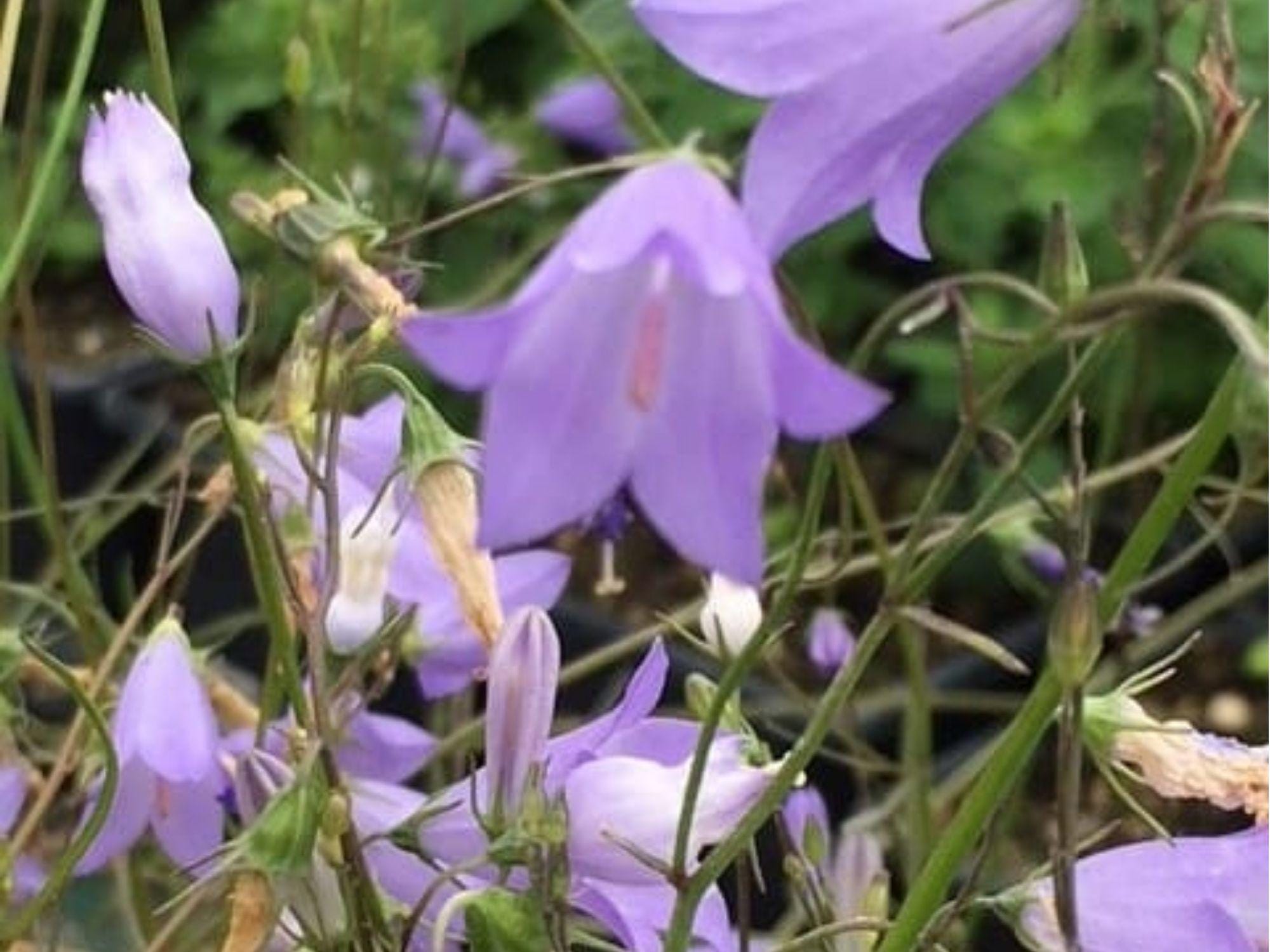 Harebell Seeds (Campanula rotundifolia) – 100 Native Wildflower Seeds for Meadows, Rock Gardens & Pollinator Gardens