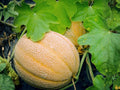 Hales Jumbo Cantaloupe Seeds – Heirloom Muskmelon, Large Fruits, Sweet Orange Flesh, Open-Pollinated, 30 Seeds
