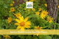 Meadow Arnica Seeds | 100 Fresh Arnica chamissonis Perennial Wildflower for Native Gardens & Pollinator Habitats