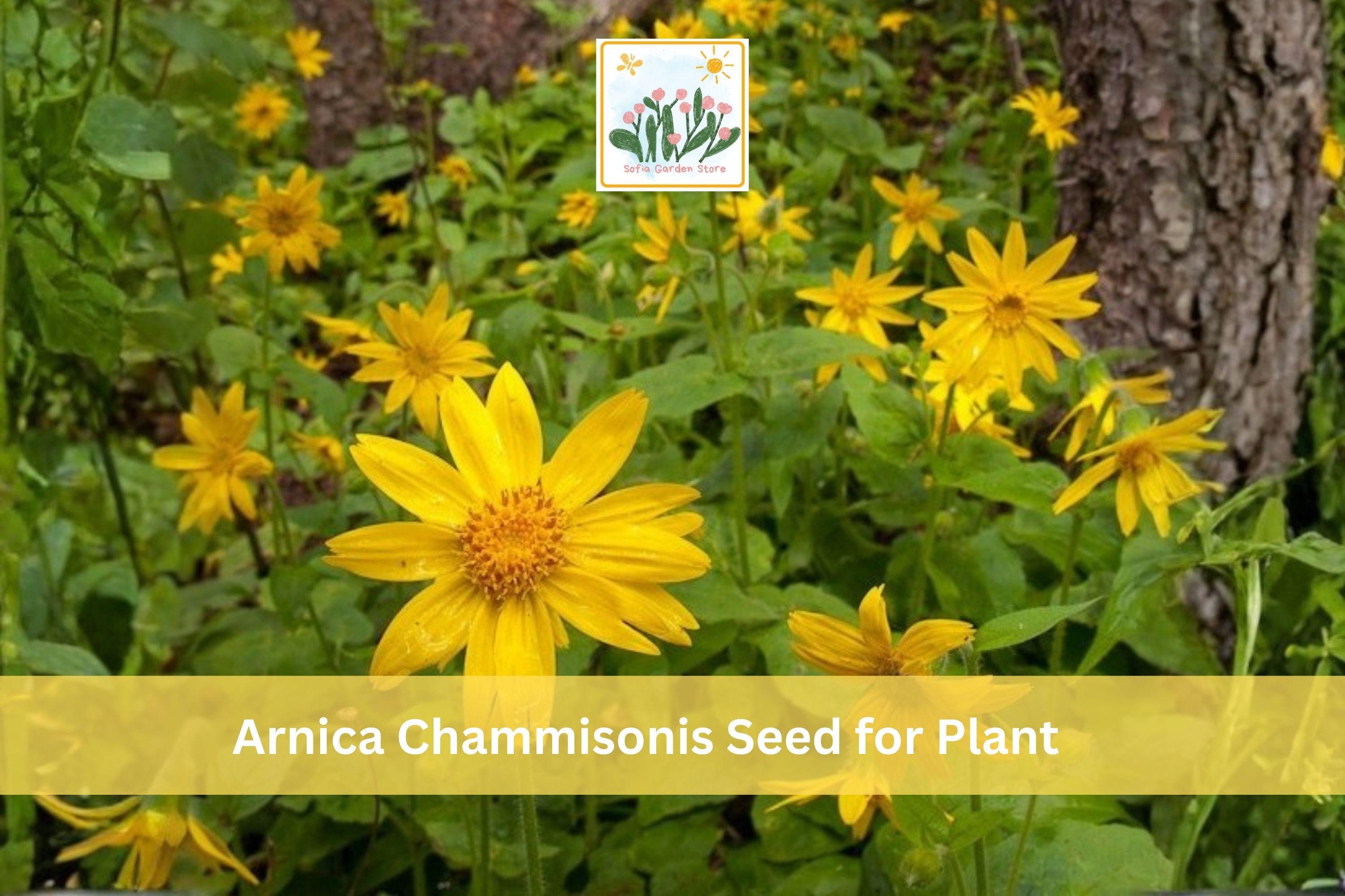 Meadow Arnica Seeds | 100 Fresh Arnica chamissonis Perennial Wildflower for Native Gardens & Pollinator Habitats