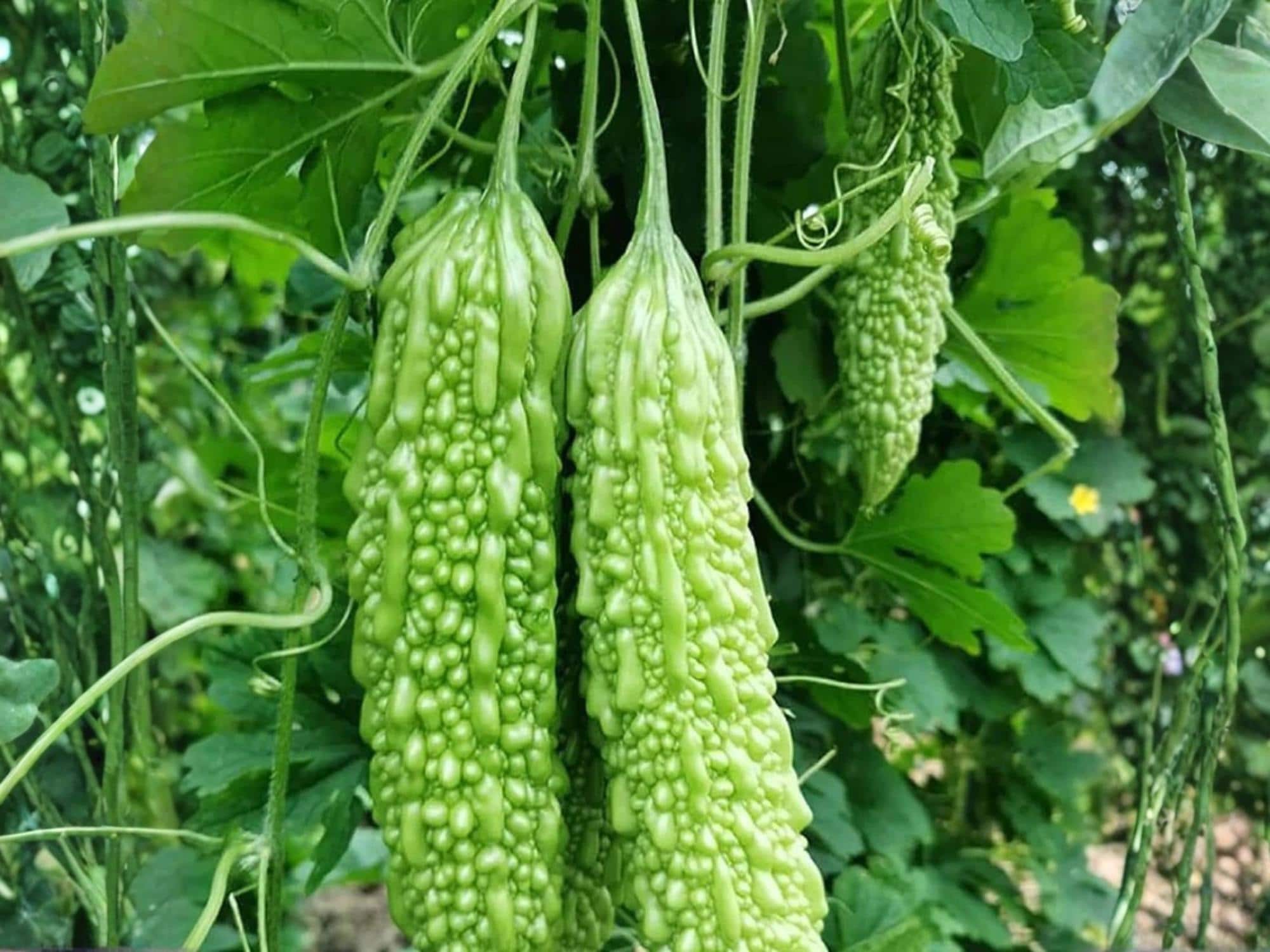 Dark Jade Bitter Melon Seeds – 5 Hybrid Asian Gourd Seeds for Stir-Fries and Soups