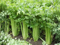 Celery Seeds Tall Utah 52-70 Heirloom Vegetable Crisp Stalks 2000 Seeds for Garden & Market