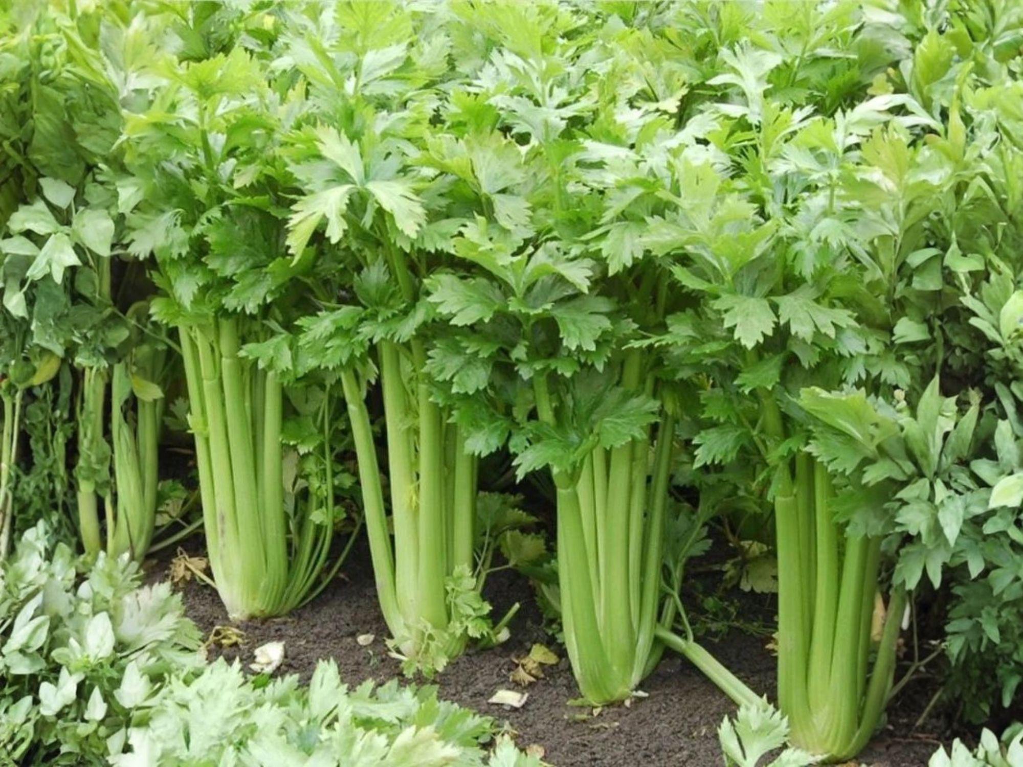 Celery Seeds Tall Utah 52-70 Heirloom Vegetable Crisp Stalks 2000 Seeds for Garden & Market