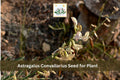 15 Astragalus convallarius Seeds | Whisk Broom Milkvetch Perennial Wildflower for Prairie Gardens