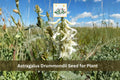 Astragalus drummondii Seeds | Woolly Milkvetch Perennial Wildflower for Prairie & Meadow Gardens