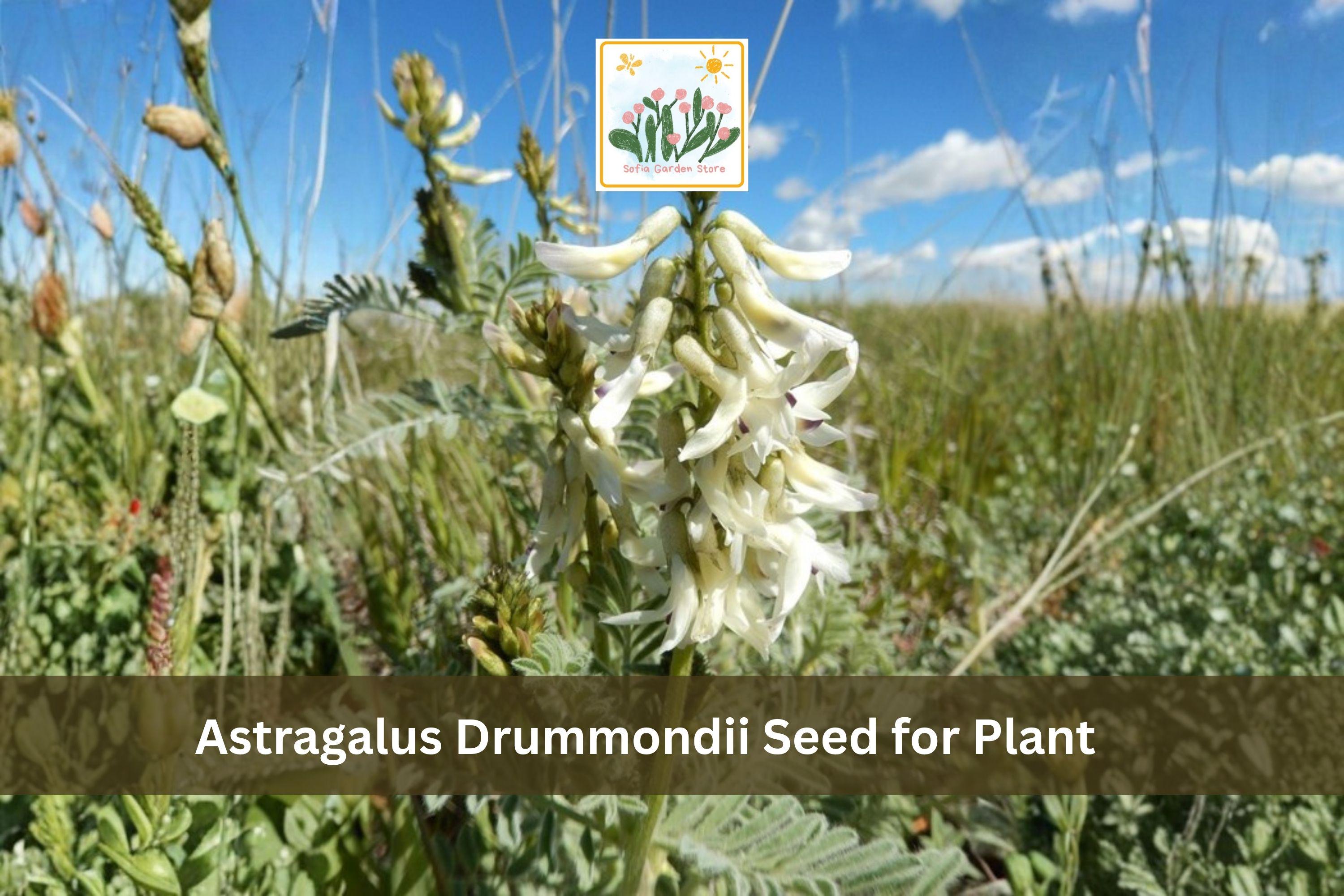 Astragalus drummondii Seeds | Woolly Milkvetch Perennial Wildflower for Prairie & Meadow Gardens