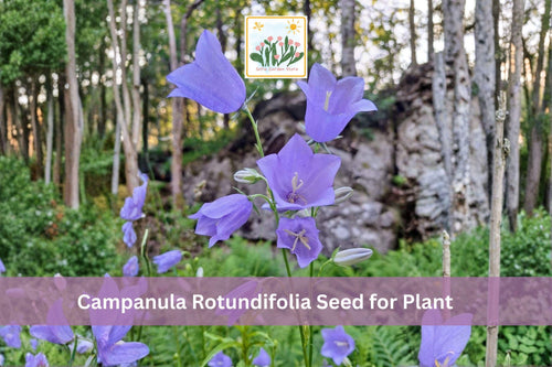 100 Campanula rotundifolia Seeds | Harebells Wildflower for Garden & Meadow | Blue Bell-Shaped Flowers, Hardy Perennial