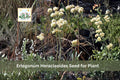 50 Eriogonum heracleoides Seeds | Parsnipflower Wild Buckwheat Native Perennial Wildflower | Drought Tolerant Pollinator Plant
