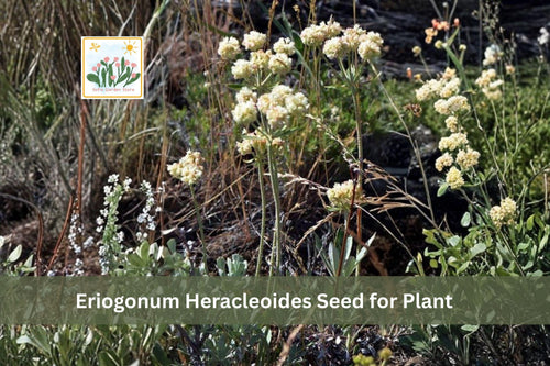 50 Eriogonum heracleoides Seeds | Parsnipflower Wild Buckwheat Native Perennial Wildflower | Drought Tolerant Pollinator Plant