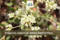 Eriogonum jamesii var. jamesii Seeds | James Wild Buckwheat | Native Perennial Wildflower for Xeriscape & Pollinator Gardens