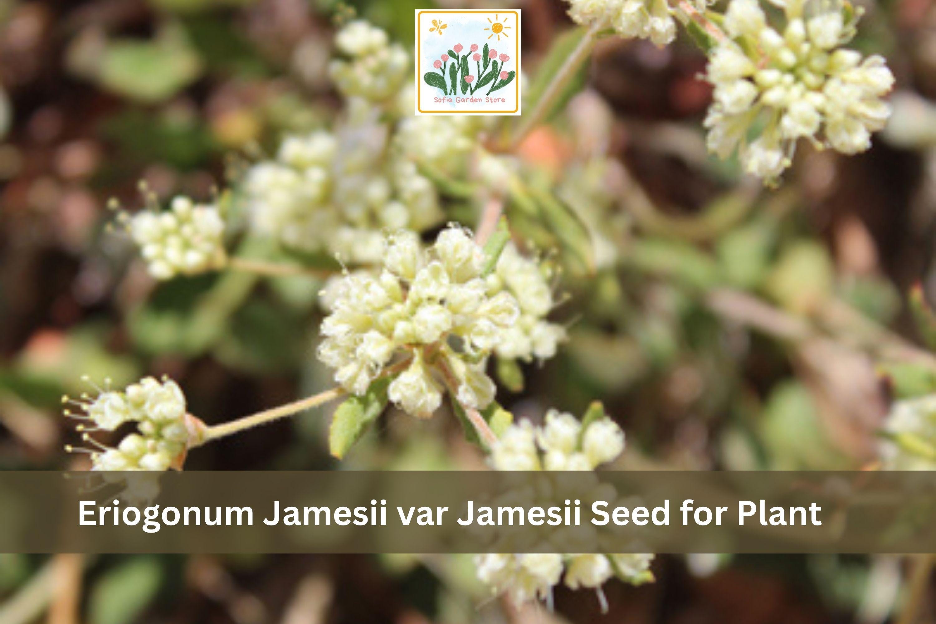 Eriogonum jamesii var. jamesii Seeds | James Wild Buckwheat | Native Perennial Wildflower for Xeriscape & Pollinator Gardens