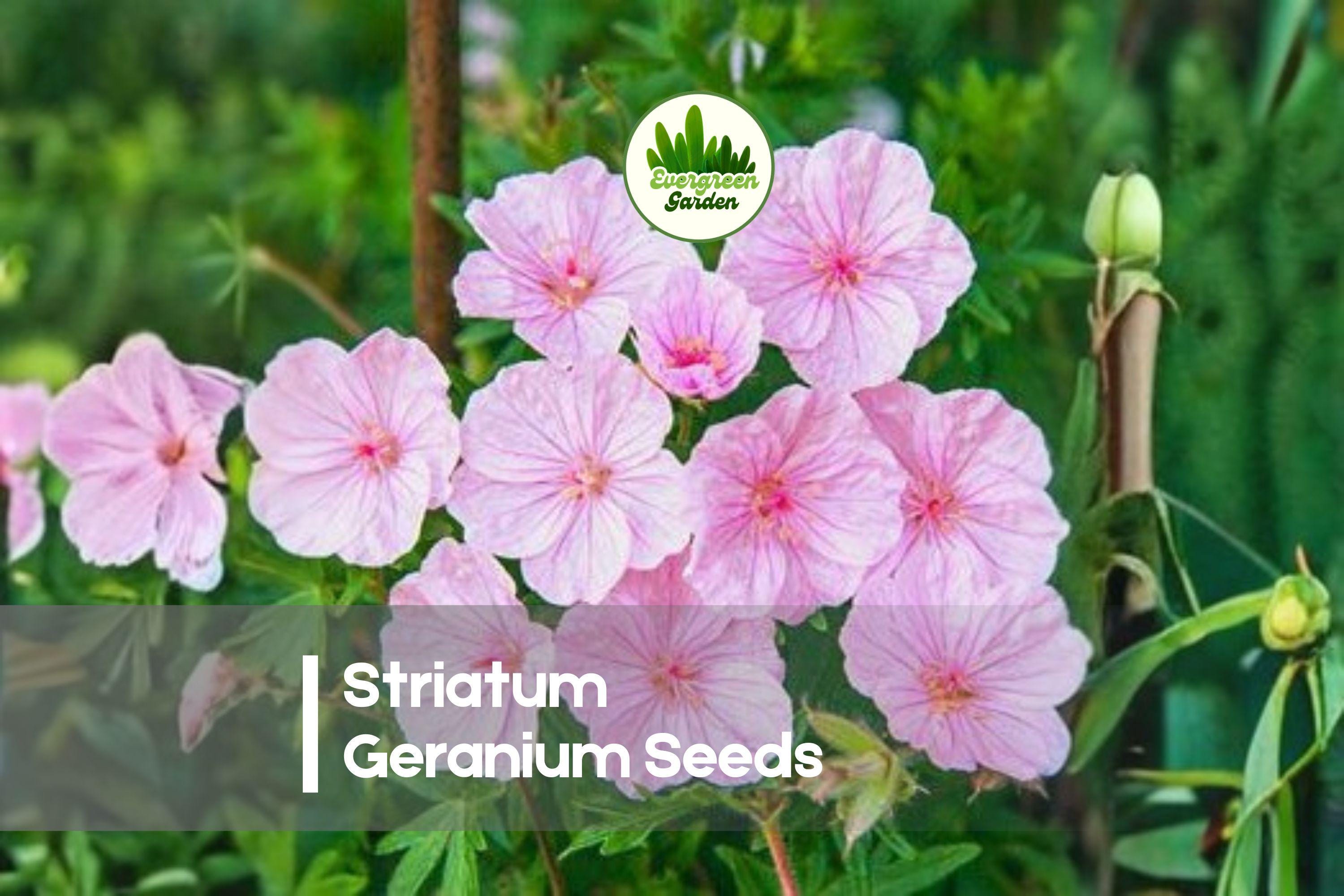 25+ Striatum Geranium Seeds - Hardy Perennial Pink Flowering Plant for Borders & Rock Gardens - Geranium × cantabrigiense 'Striatum'