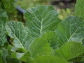 Collard Greens Seeds Vates – 500 Organic Leafy Green Vegetable for Home Gardening, Garden Bed & Container Planting