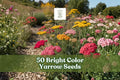Bright Color Yarrow Seeds for Planting - Achillea millefolium Perennial Flower Seeds, Mixed Colors, Full Sun to Partial Shade