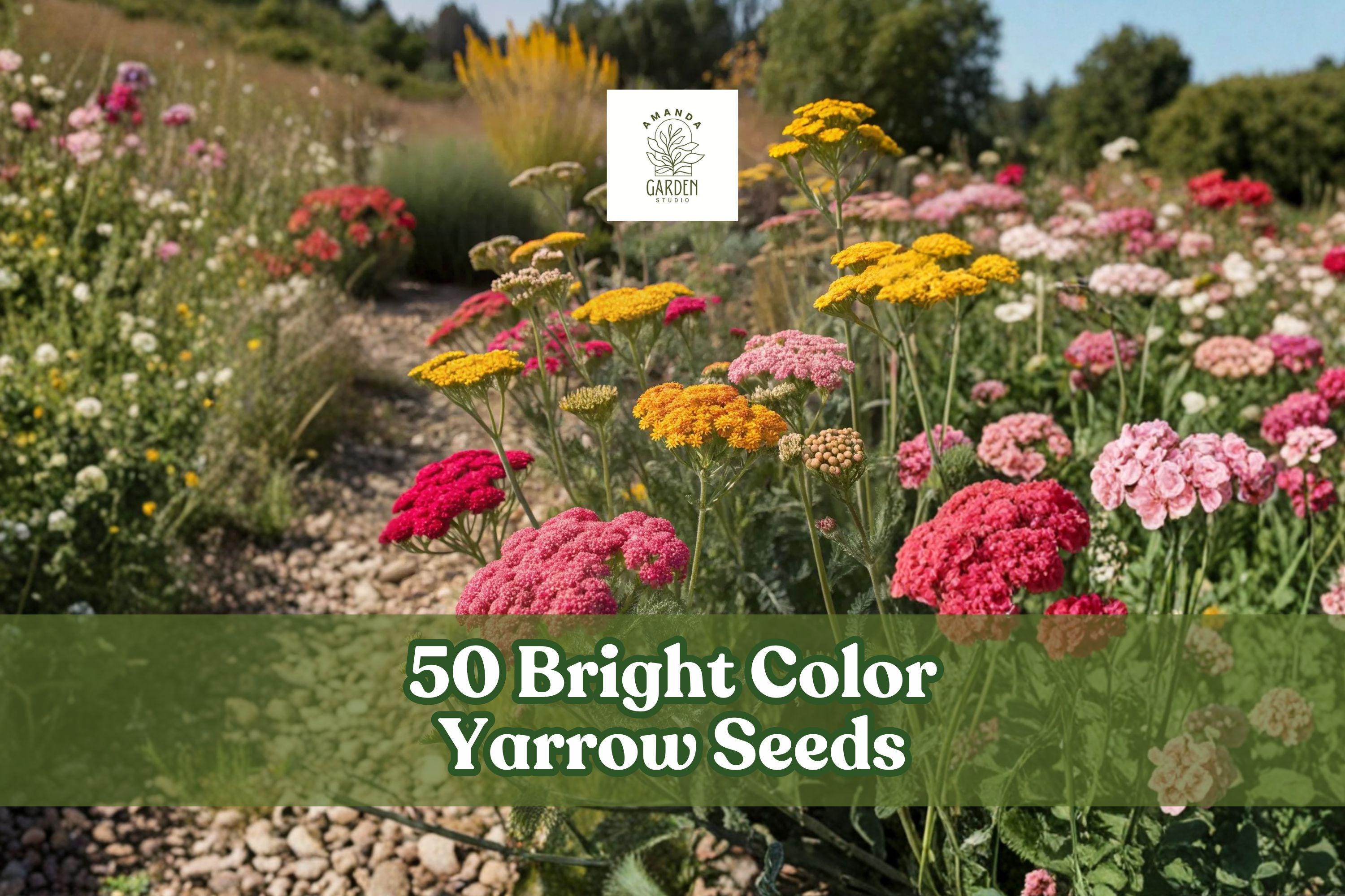 Bright Color Yarrow Seeds for Planting - Achillea millefolium Perennial Flower Seeds, Mixed Colors, Full Sun to Partial Shade