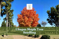 Sugar Maple Tree Seedling Acer saccharum Native Hardwood for Landscape and Yard Planting