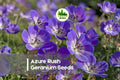 Azure Rush Geranium Seeds – Blue-Purple Perennial Flowering Plant, Geranium wallichianum 'Azure Rush' for Borders & Cottage Gardens