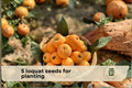 Loquat Seeds for Planting – Evergreen Shrub or Small Tree, Eriobotrya japonica, Ornamental Foliage & Fragrant Flowers