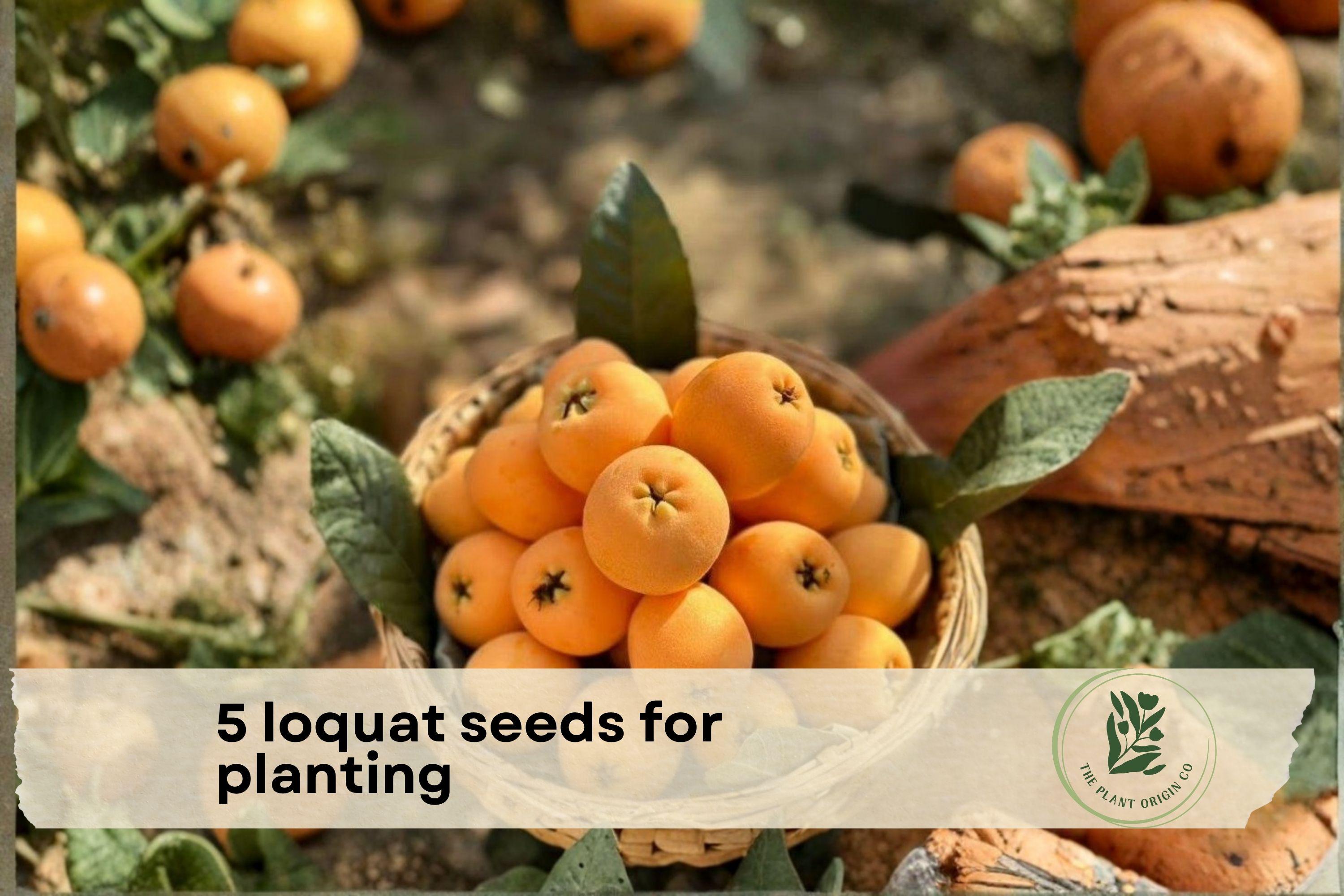 Loquat Seeds for Planting – Evergreen Shrub or Small Tree, Eriobotrya japonica, Ornamental Foliage & Fragrant Flowers